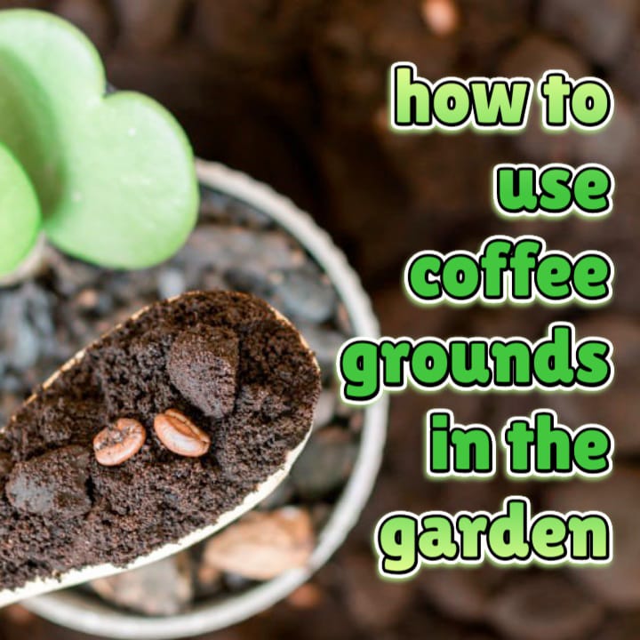 how to use coffee grounds in the garden